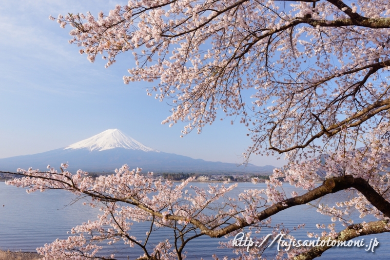 4 18 良く晴れた休日 河口湖でラストの桜 ブログ 富士山とともに