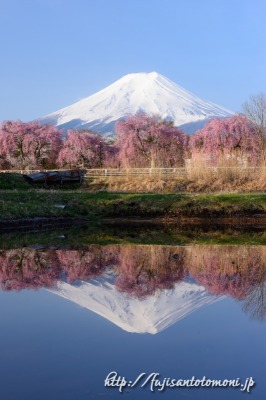 富士吉田の桜と逆さ富士