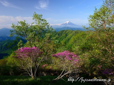 白谷丸より望むミツバツツジと新緑と富士山