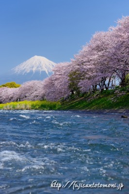 龍巌渕の桜並木と潤井川と富士山