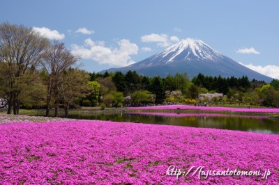 本栖湖リゾートより望む芝桜と富士山