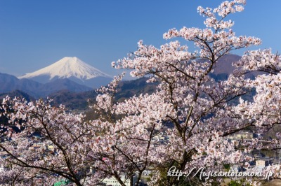 岩殿山より望む桜と富士山