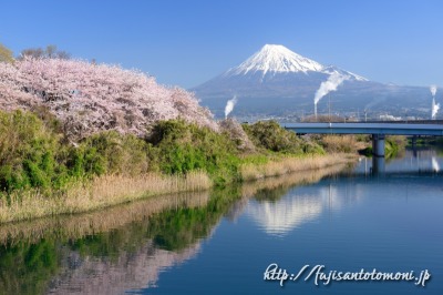 富士市より望む桜と富士山
