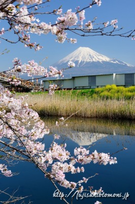 富士市より望む桜と富士山