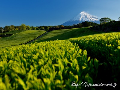 富士市・今宮の茶畑と富士山