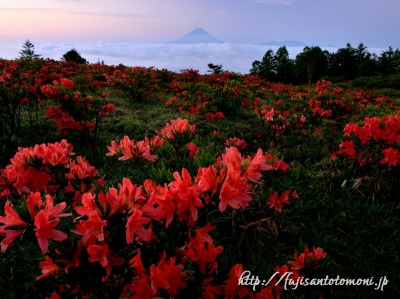 甘利山のレンゲツツジと富士山