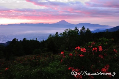 甘利山のレンゲツツジと朝焼けの富士山