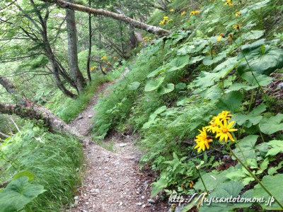北岳登山道の花