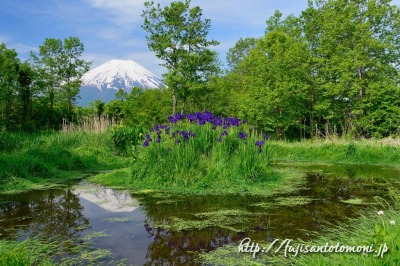 忍野村・どじょう池より望む新緑と菖蒲と富士山