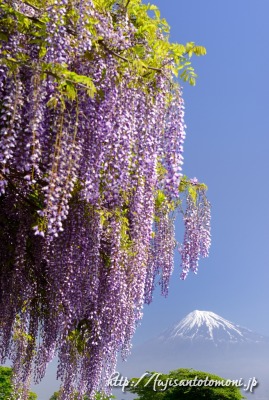 富士市の藤棚と富士山