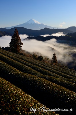 清水吉原の雲海と茶畑
