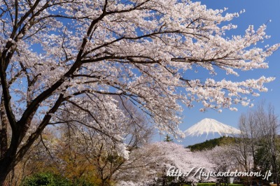 岩本山公園から望む満開の桜と富士山