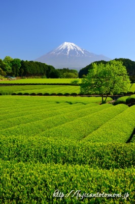 富士市の茶畑と富士山