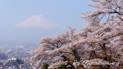 富士見孝徳公園の桜と富士山