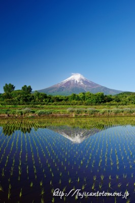 農村公園より望む水田と富士山