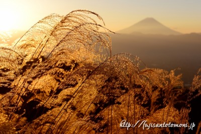 甘利山のススキと富士山