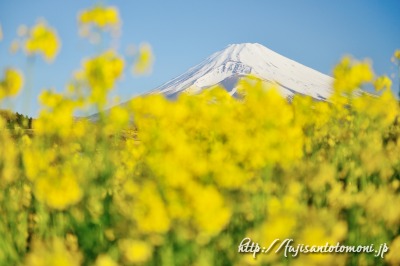 裾野市より望む菜の花と富士山