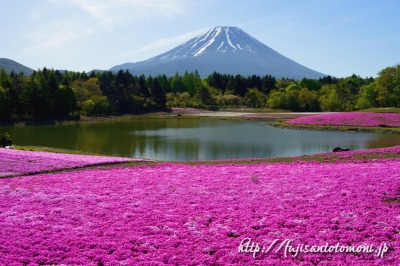 富士本栖湖リゾートより望む富士山／Photo by 富士山写真家 オイ