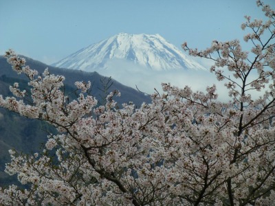 今井清光‎さん撮影 富士川町大法師公園 桜と富士山