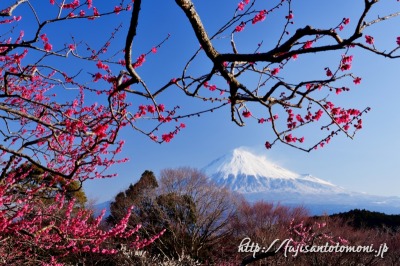 岩本山の梅の花と富士山