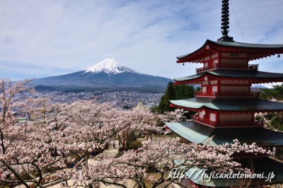 新倉山浅間公園の忠霊塔と桜と富士山
