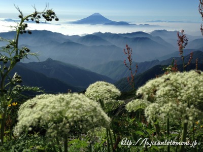 農鳥岳の植物と富士山