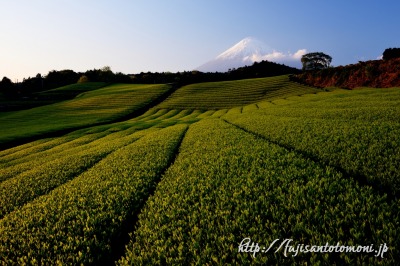 富士市今宮の茶畑と富士山