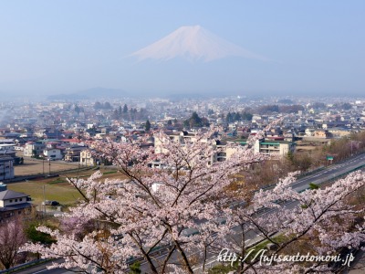 富士見孝徳公園から望む富士山と桜