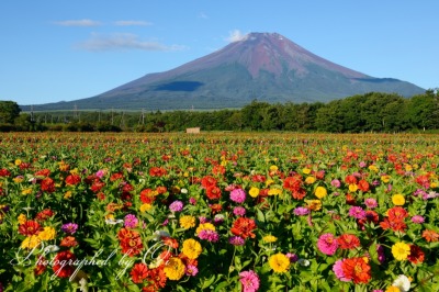 花の都公園の百日草と富士山