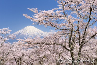大石寺より望む桜と富士山