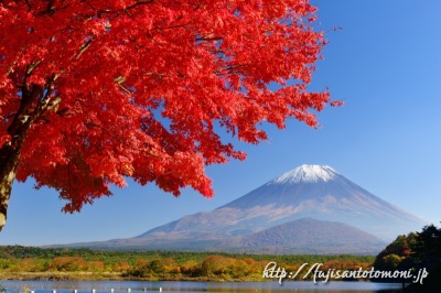 精進湖より望む紅葉と富士山