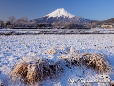 富士吉田市農村公園より望む富士山と雪景色