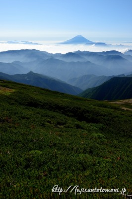 農鳥岳のハイマツのじゅうたんと富士山