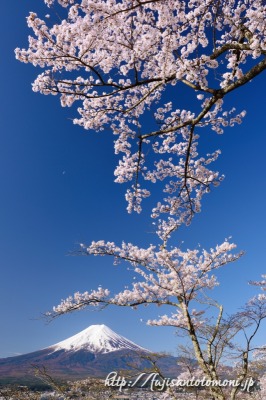 新倉山浅間公園の桜と富士山