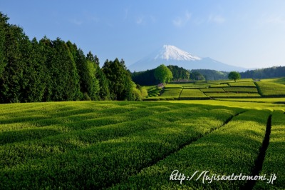 大淵笹場の茶畑と富士山