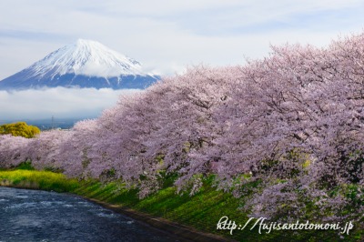 龍巌渕の桜並木と富士山