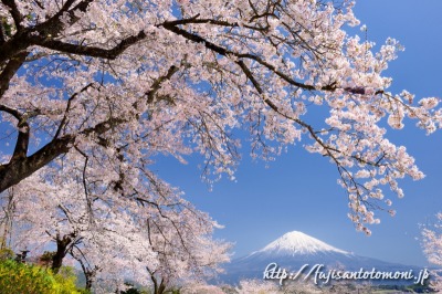 興徳寺より望む桜と富士山