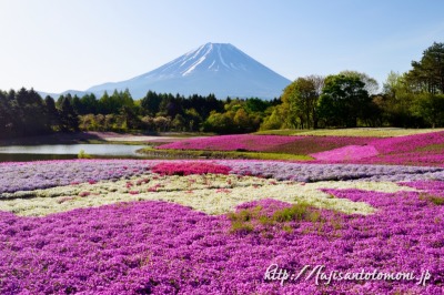 富士本栖湖リゾートの芝桜と富士山