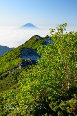 鳳凰三山の稜線より望む新緑と富士山