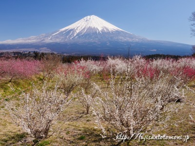 富士宮市より望む梅園と富士山