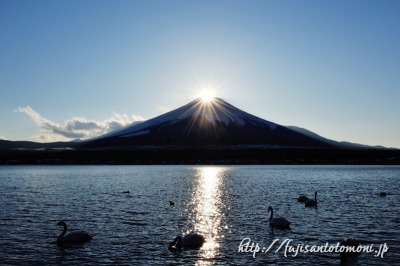 山中湖の白鳥とダイヤモンド富士