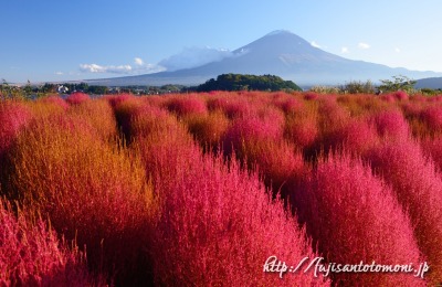 大石公園のコキアの紅葉と富士山