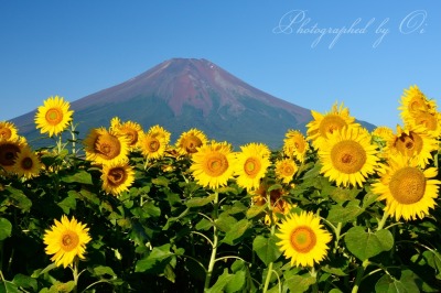 花の都公園より望むヒマワリと富士山