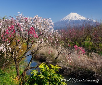 富士市より望む花桃と富士山