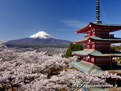 新倉山浅間公園の忠霊塔と桜と富士山