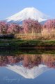 富士吉田の桜と逆さ富士…この写真の公開について。の写真