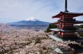 2017年版 新倉山浅間公園「桜まつり」の情報まとめの写真