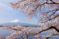 富士山と桜を撮影するためのノウハウの写真