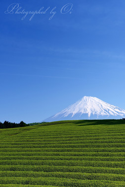 茶畑の上に顔を出す。  ― 静岡県富士市 2014年5月