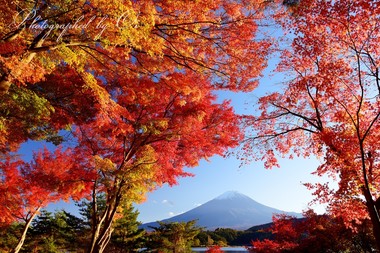 午後の光で鮮やかに染まる紅葉。  ― 山梨県南都留郡富士河口湖町 2014年11月